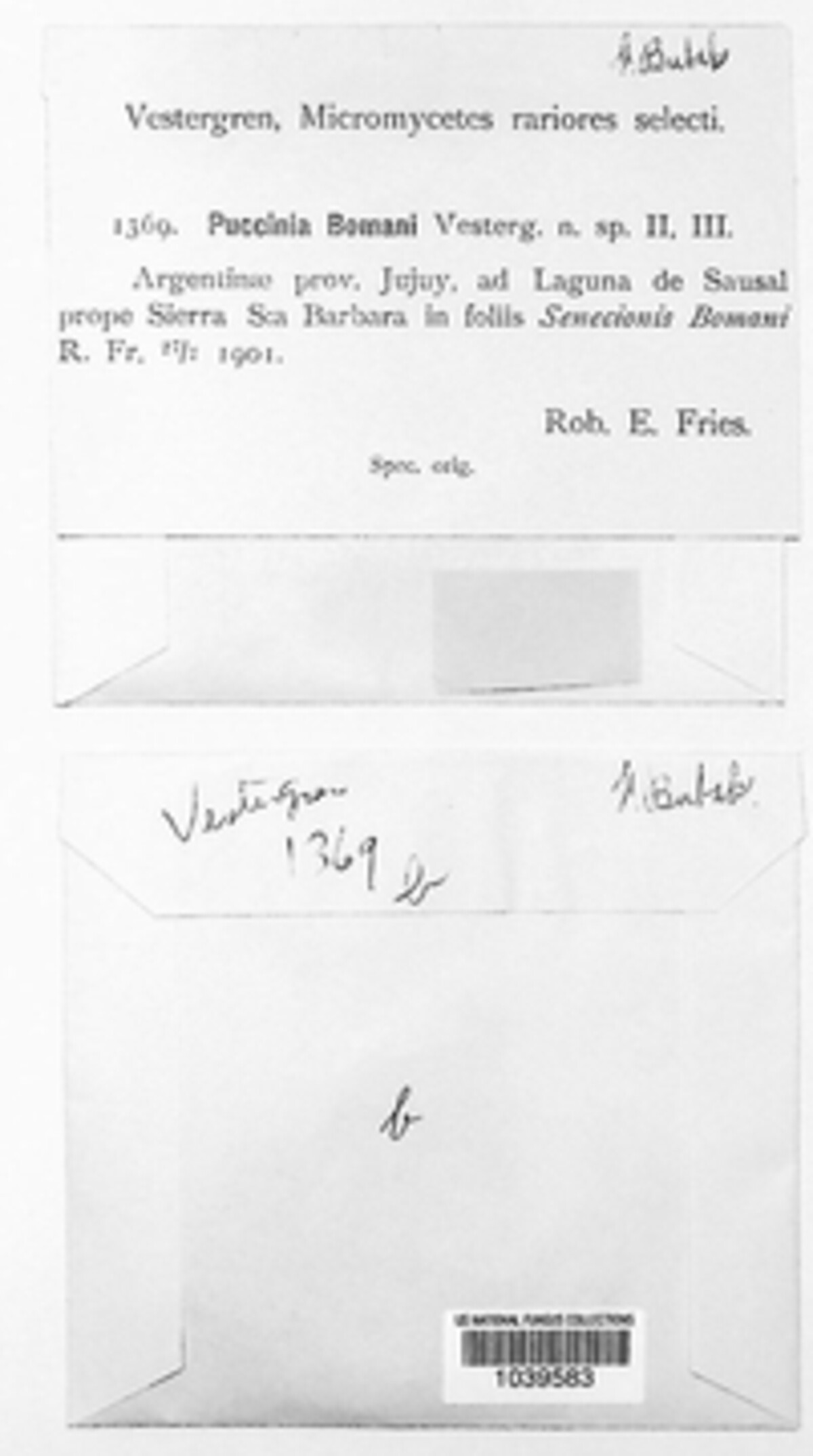 Puccinia bomani image